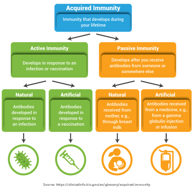 Acquired immunity includes active immunity from infections and vaccination and passive immunity from maternal sources and antibody infusions. 