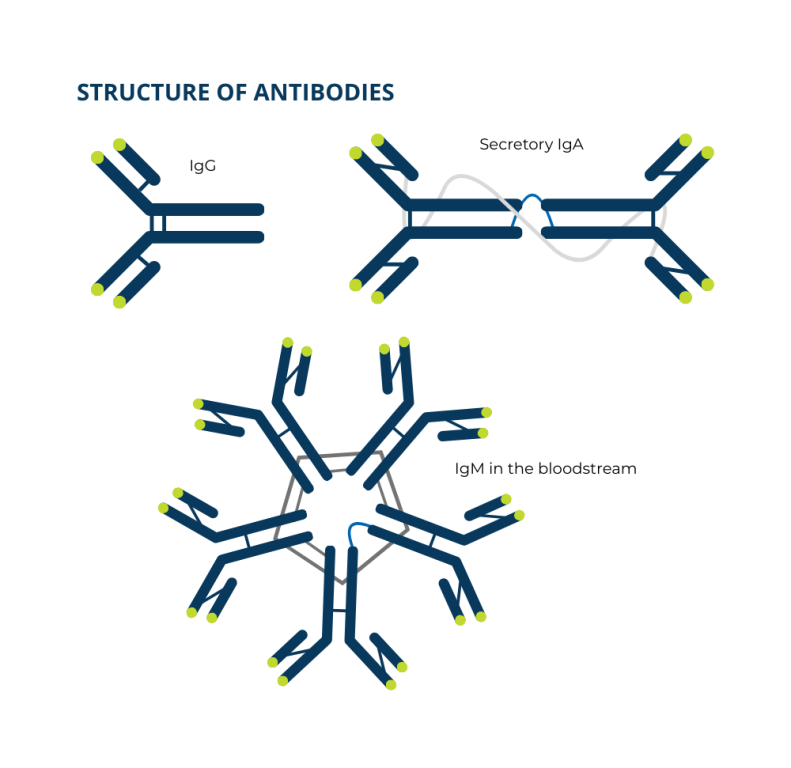 The structures of IgG, secretory IgA, and serum IgM antibodies.