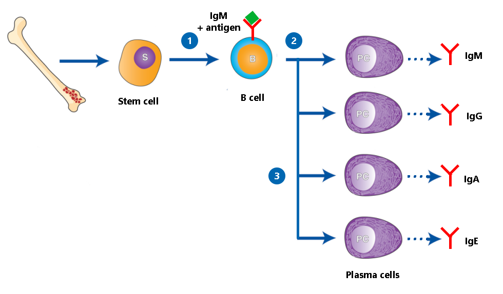 How B cells develop from stem cells into plasma cells that produce different classes of antibodies.