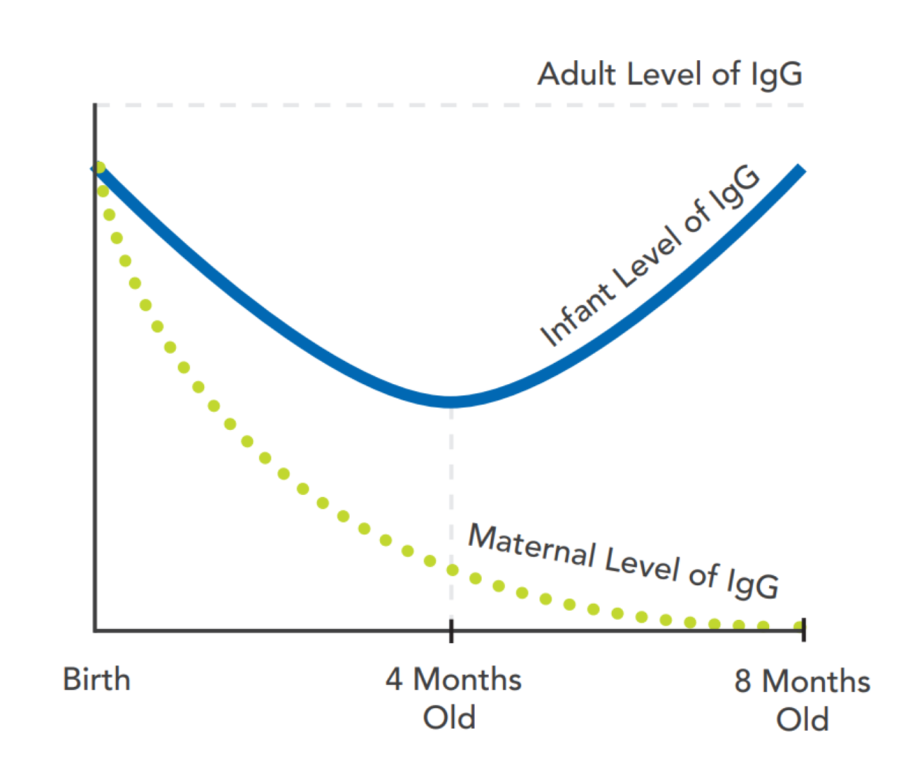 This graph shows how a baby's immune system produces an increasing amount of IgG over time.