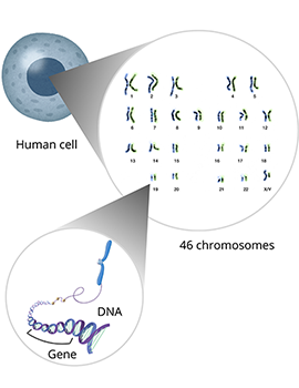 Genes are segments of DNA, which makes up the 46 chromosomes found in each human cell.