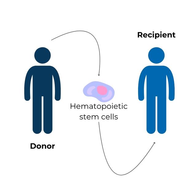 During HSCT, the recipient gets hematopoietic stem cells from the donor.