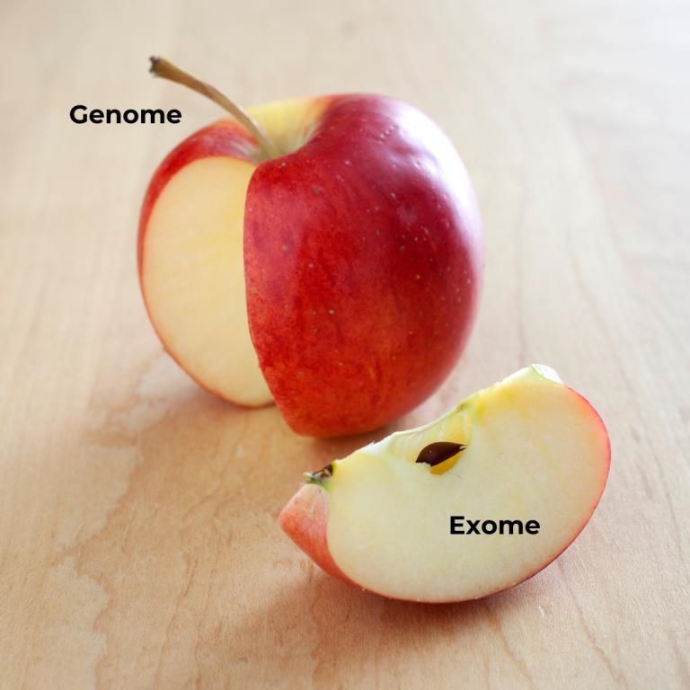 Apple next to an apple slice to demonstrate the genome versus the exome.