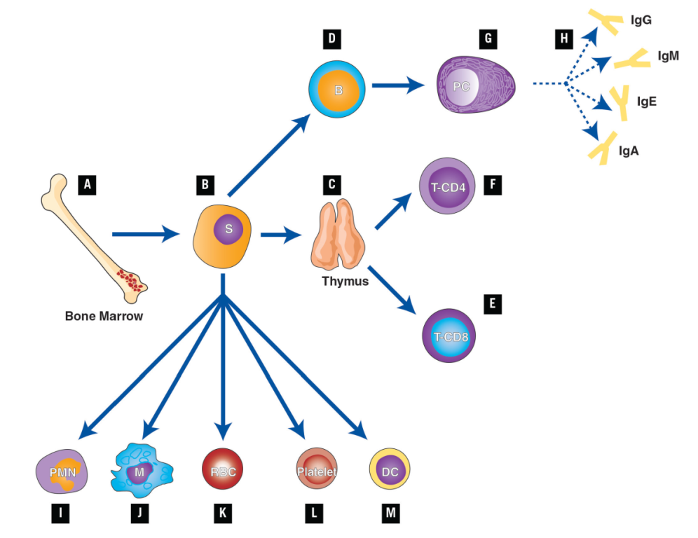 simple immune response diagram