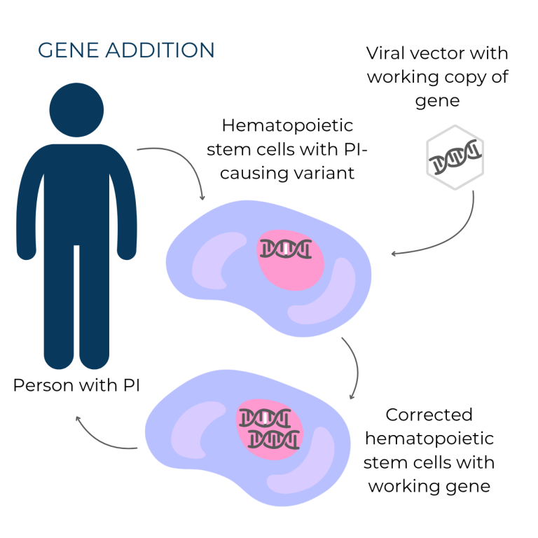 Gene addition graphic