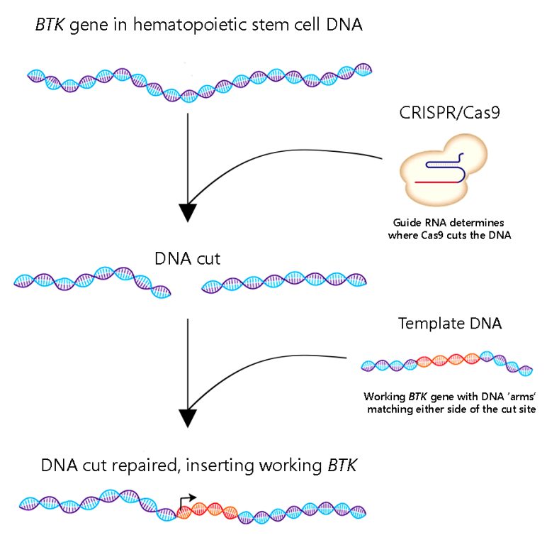 Gene editing strategy for XLA.