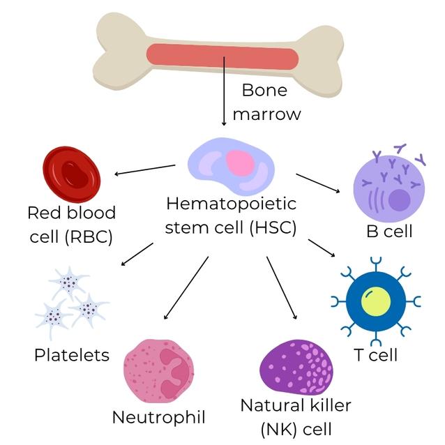 Hematopoietic stem cells in bone marrow makes all of a person's blood cells.