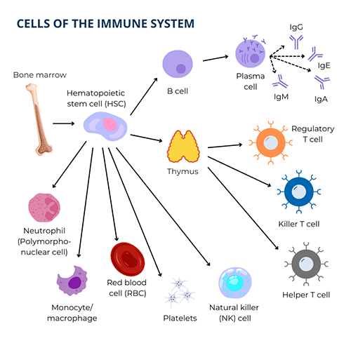 Hematopoietic stem cells inside bone marrow give rise to all of the white blood cells of the immune system, as well as red blood cells and platelets.