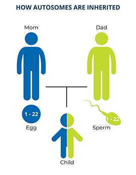 Each person gets one copy of 22 autosomes from their biological mother and another copy from their biological father.