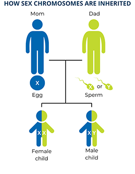Biological mothers give their children X chromosomes, while biological fathers give either an X or Y chromosome.