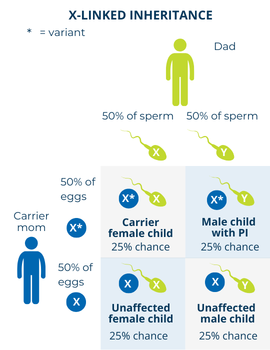 When the mother is a carrier for an X-linked PI and the father is not affected, there is a 25% chance of having a male child who has the disorder, a 25% chance of having a male child who does not have the disorder, a 25% chance of having a female child who is a carrier and may be affected or unaffected, and a 25% chance of having a female child who does not have the disorder and is not a carrier.