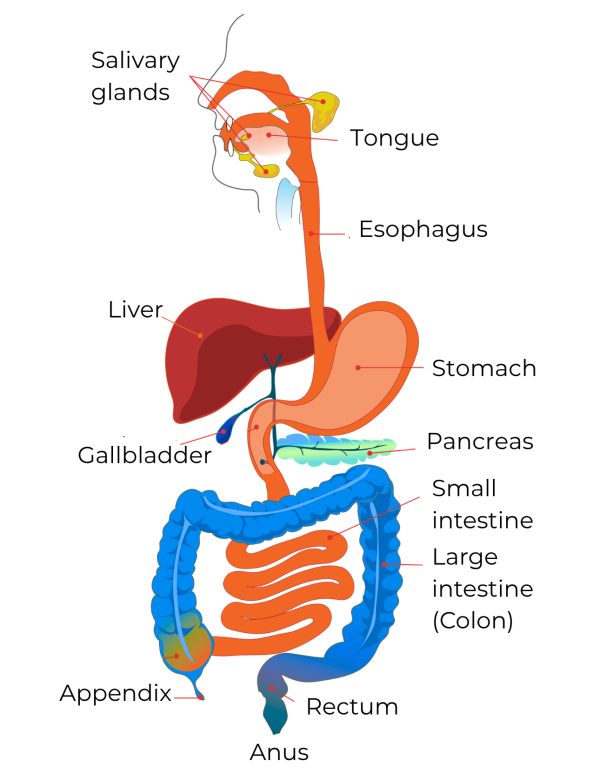 Digestive system