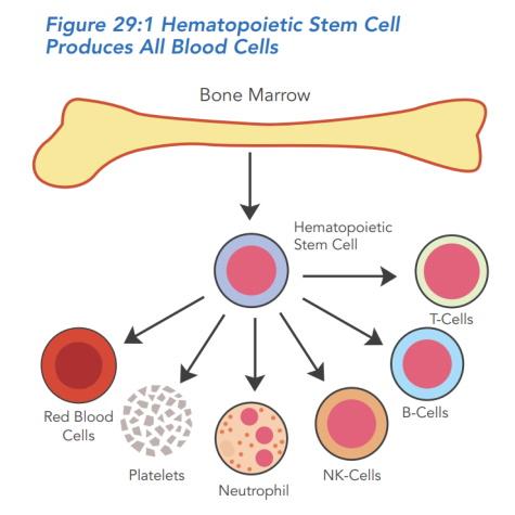 Illustration of Hematopoietic stem cell production.