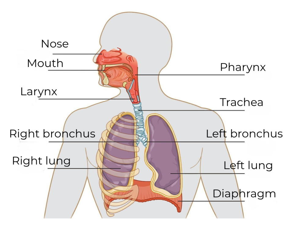 Parts of the respiratory system