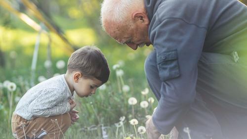 Older man showing little boy something in a field of dandelions.
