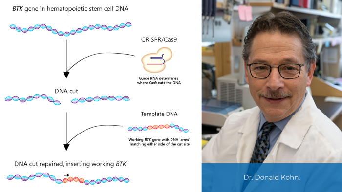 Gene editing strategy for XLA with Dr. Donald Kohn's headshot.