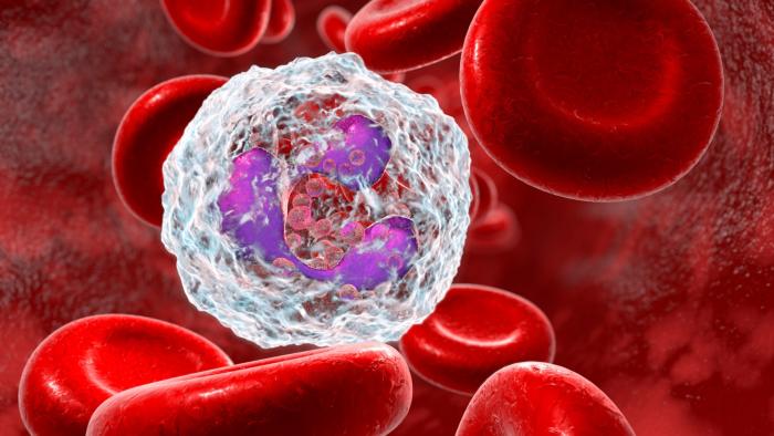 A neutrophil surrounded by red blood cells.